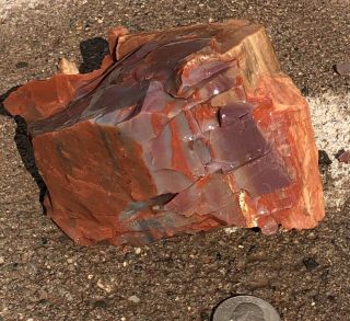 Arizona Rainbow Petrified Wood Color Dobell 1lb 6oz