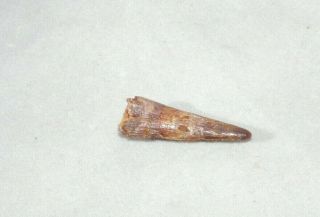 Pterosaur Dinosaur Tooth Teeth Fossil T Rex Era 2