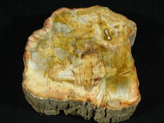 Perfect Bark A Larger Polished Petrified Wood Roller Fossil Madagascar 539gr