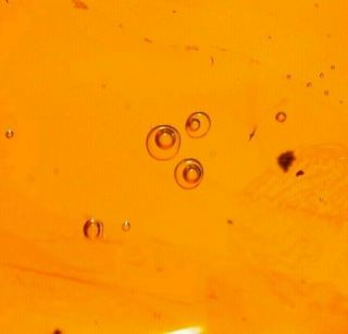 Water Bubbles Enhydros,  Moth In Authentic Dominican Amber Fossil Gem