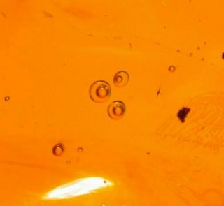 Water Bubbles Enhydros,  Moth in Authentic Dominican Amber Fossil Gem 2
