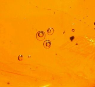 Water Bubbles Enhydros,  Moth in Authentic Dominican Amber Fossil Gem 3