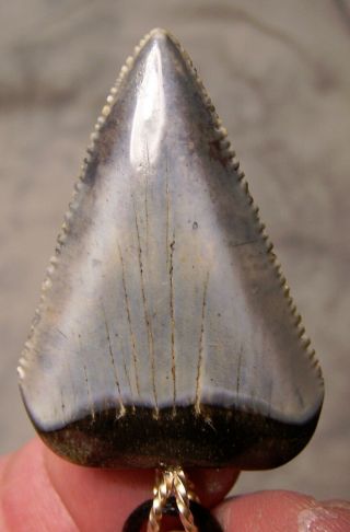 1 7/8 Great White Shark Tooth Shark Teeth Fossil Wireles Pendant Megalodon Dive