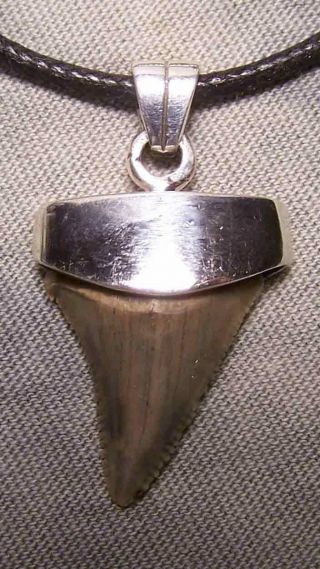 Megalodon Shark Tooth 1 3/8 " Shark Teeth Fossil Sterling Silver Scuba Jaw