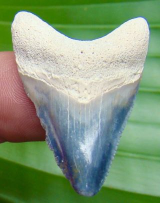Bone Valley - Megalodon Shark Tooth - 1 & 11/16 In.  Florida - Real Fossil