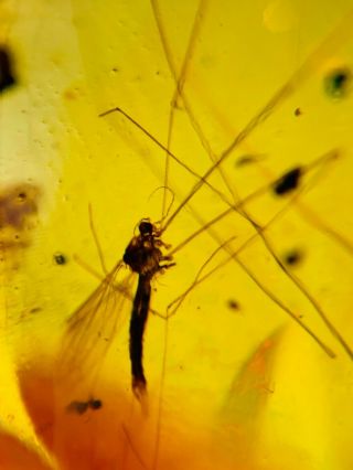 Long Legs Mosquito Fly Burmite Myanmar Burmese Amber Insect Fossil Dinosaur Age