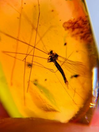 long legs mosquito fly Burmite Myanmar Burmese Amber insect fossil dinosaur age 2
