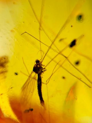 long legs mosquito fly Burmite Myanmar Burmese Amber insect fossil dinosaur age 3