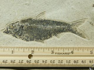 Scales A 100 Natural Knightia Eocaena Fossil Fish From Wyoming 355gr
