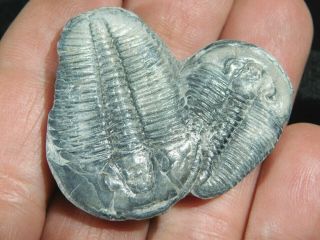Two Entwined 500 Million Year Old Elrathia Trilobite Fossils Utah 3.  34