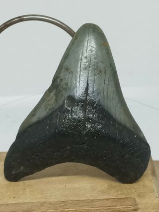 643.  2.  55 " Megalodon Shark Tooth Fossil 100 Authentic.