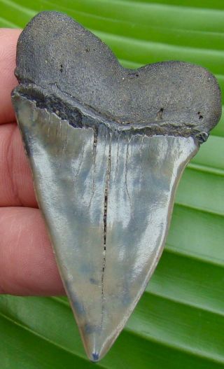 Mako Shark Tooth - XL 2 & 3/4 - JUMBO - REAL FOSSIL - COLORS - NO RESTO 2