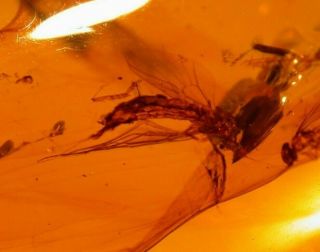 Large Mycetophilid Fly,  Spider,  Mite in Burmite Amber Fossil Dinosaur Age 3.  3 g 2