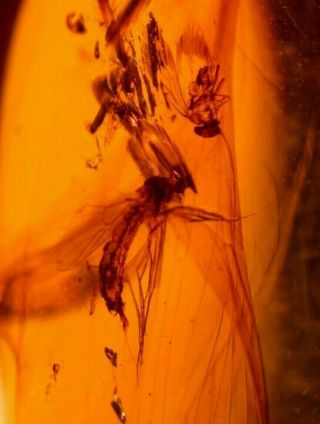 Large Mycetophilid Fly,  Spider,  Mite in Burmite Amber Fossil Dinosaur Age 3.  3 g 3