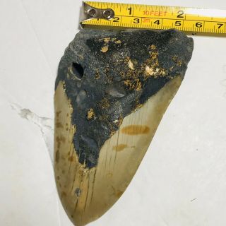 Megalodon Shark Tooth 4 1/2  Inch No Restorations Fossil Sharks Teeth Tooth