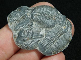 Four Entwined 500 Million Year Old Elrathia Trilobite Fossils From Utah 5.  55