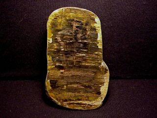 Rw " Rare " Polished " Petrified Myrtlewood " Standup Specimen Oregon