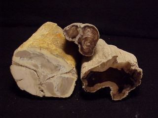Rw Three " Petrified Wood Limbs " From Oregon All Unique