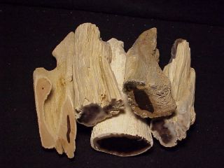 Rw Five " Petrified Wood Limbs " From Oregon All Polished Ends