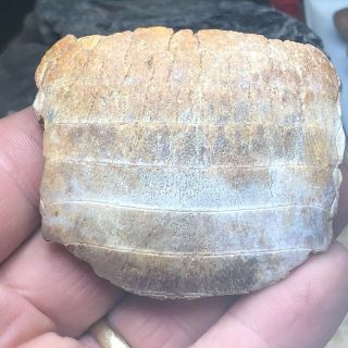 Fossil Ray Mouth Plate Cretaceous From Morocco Africa