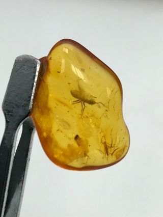 Amber Fossil With Unidentified Insect Trapped Inside