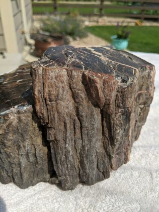 Large Petrified Wood Slab 8.  56 Lbs Polished On Top/bottom Red Iron Oxide
