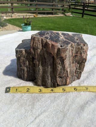Large Petrified Wood Slab 8.  56 lbs Polished on top/bottom red iron oxide 2