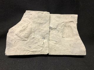 Fossils - Rare Waldron Pelecypod Internal/external Mold - Trilobite Crinoid