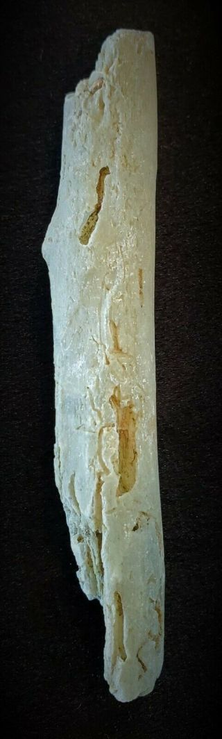GREEN LIMB CAST from Wiggins Fork (Wind River) WY All Natural Petrified Wood 2