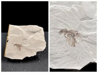 Mosquito Insect Fossil,  Inner Mongolia - 71857
