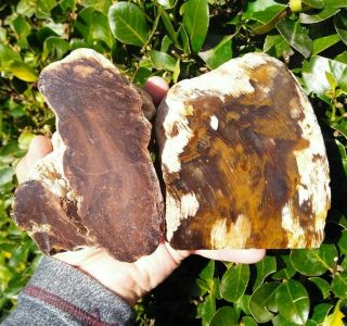 Two (2) Cut Petrified Wood Specimens River Tumbled Agate Face Sanded Oregon 5,  Lb