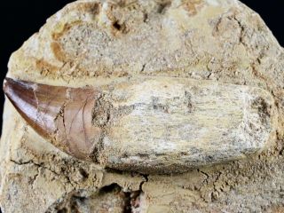 3.  3 " Mosasaur Prognathodon Fossil Tooth Root Matrix Cretaceous Dinosaur Era