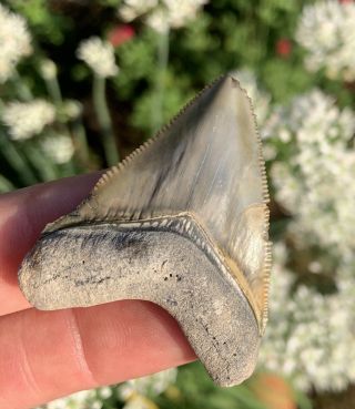 1 7/8” Deformed Lee Creek Hubbell Megalodon Shark Tooth Fossil