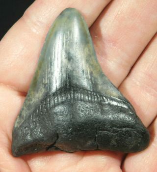 A And 100 Natural Carcharocles Megalodon Shark Tooth Fossil 24.  1gr