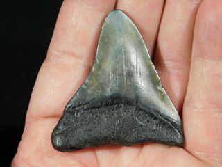 A and 100 Natural Carcharocles MEGALODON Shark Tooth Fossil 24.  1gr 2