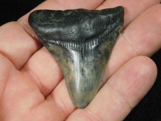 A and 100 Natural Carcharocles MEGALODON Shark Tooth Fossil 24.  1gr 3