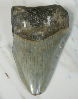 Fossil Megalodon Shark Tooth,  2 3/4 Inches No Restorations