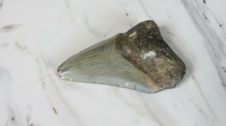 Fossil Megalodon Shark Tooth,  2 3/4 inches No Restorations 2