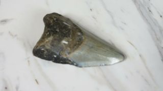 Fossil Megalodon Shark Tooth,  2 3/4 inches No Restorations 3