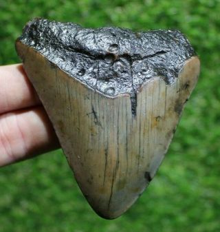 Megalodon Shark Tooth 3.  54 " Extinct Fossil Authentic Not Restored (cg17 - 209)