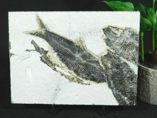 A And 100 Natural Knightia Eocaena Fish Fossil From Wyoming 583gr
