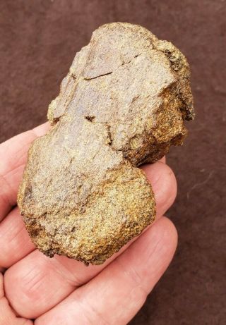 Large Ugly Unprept Fossil Dinosaur Hadrosaur Foot Claw Bone Hell Creek Montana