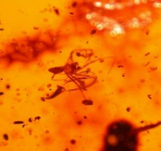 Male Spider Displaying Pedipalps In Authentic Dominican Amber Fossil Gemstone