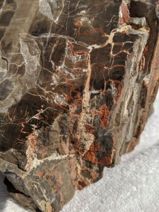 Large Petrified Wood Slab 7.  19 lbs polished on 3 sides 3