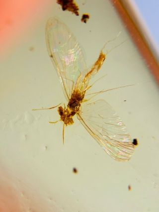 Mayfly Ephemeroptera Burmite Myanmar Burmese Amber Insect Fossil Dinosaur Age
