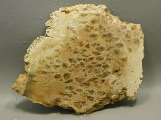Petrified Palm Wood Rough Rock Stone Slab Fossilized Cabbing Indonesia 2 2