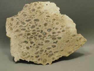 Petrified Palm Wood Rough Rock Stone Slab Fossilized Cabbing Indonesia 2 3