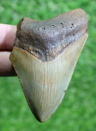 Megalodon Shark Tooth 3.  54 " Extinct Fossil Authentic Not Restored (cg17 - 191)