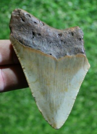 Megalodon Shark Tooth 3.  54 