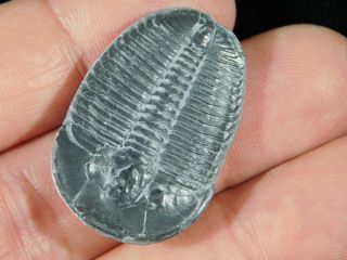 A Larger 100 Natural 500 Million Year Old Elrathia Trilobite Fossil Utah 4.  01
